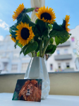 ein Bild aus dem Album